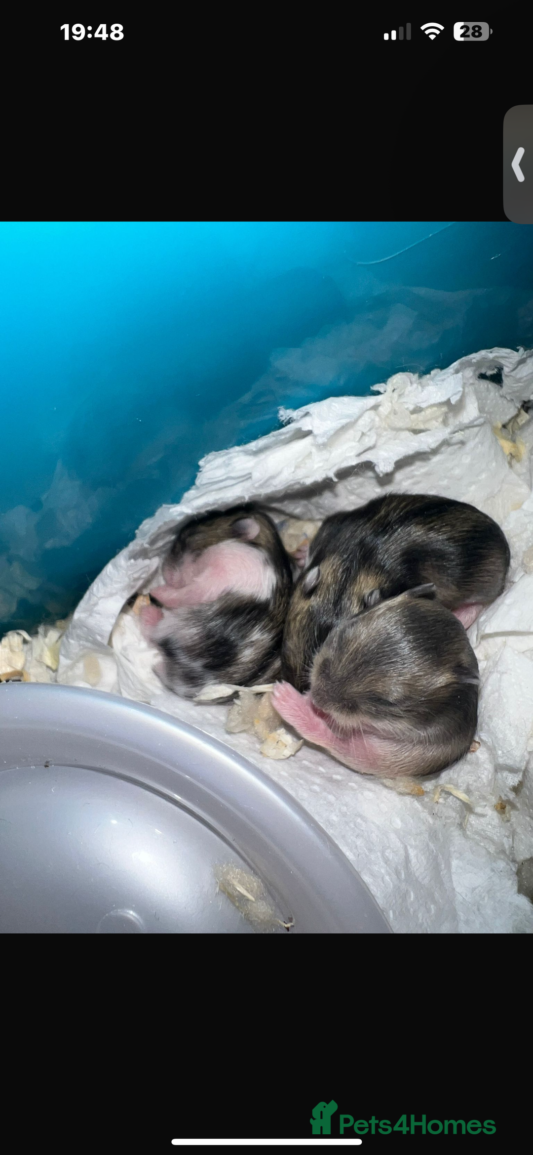 Hamster rodents for sale: Dwarf hamsters for sale 🙂 - Advert 8