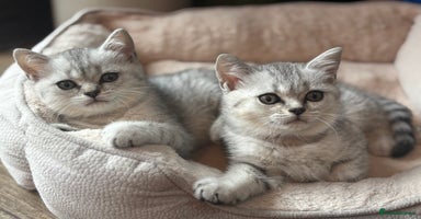 British Shorthair cats - Advert 12
