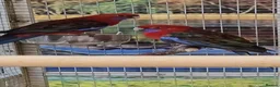 Parrots birds for sale: PARROTS/AMAZONS/PARAKEETS  - Advert 30