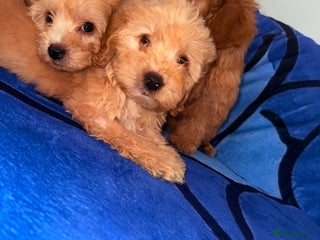 Cockapoo dogs beautiful puppies - Advert 11