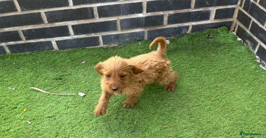 Labradoodle dogs - Advert 12