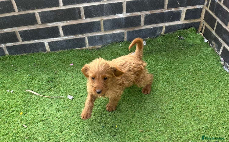 Labradoodle dogs - Advert 1