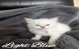 Ragdoll cats for sale: GCCF REG PEDIGREE RAGDOLL KITTENS - Image 4