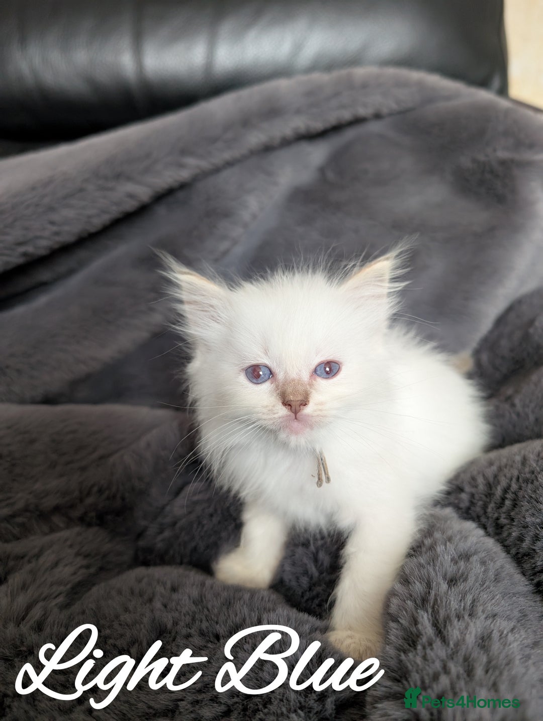 Ragdoll cats for sale: GCCF REG PEDIGREE RAGDOLL KITTENS - Image 4