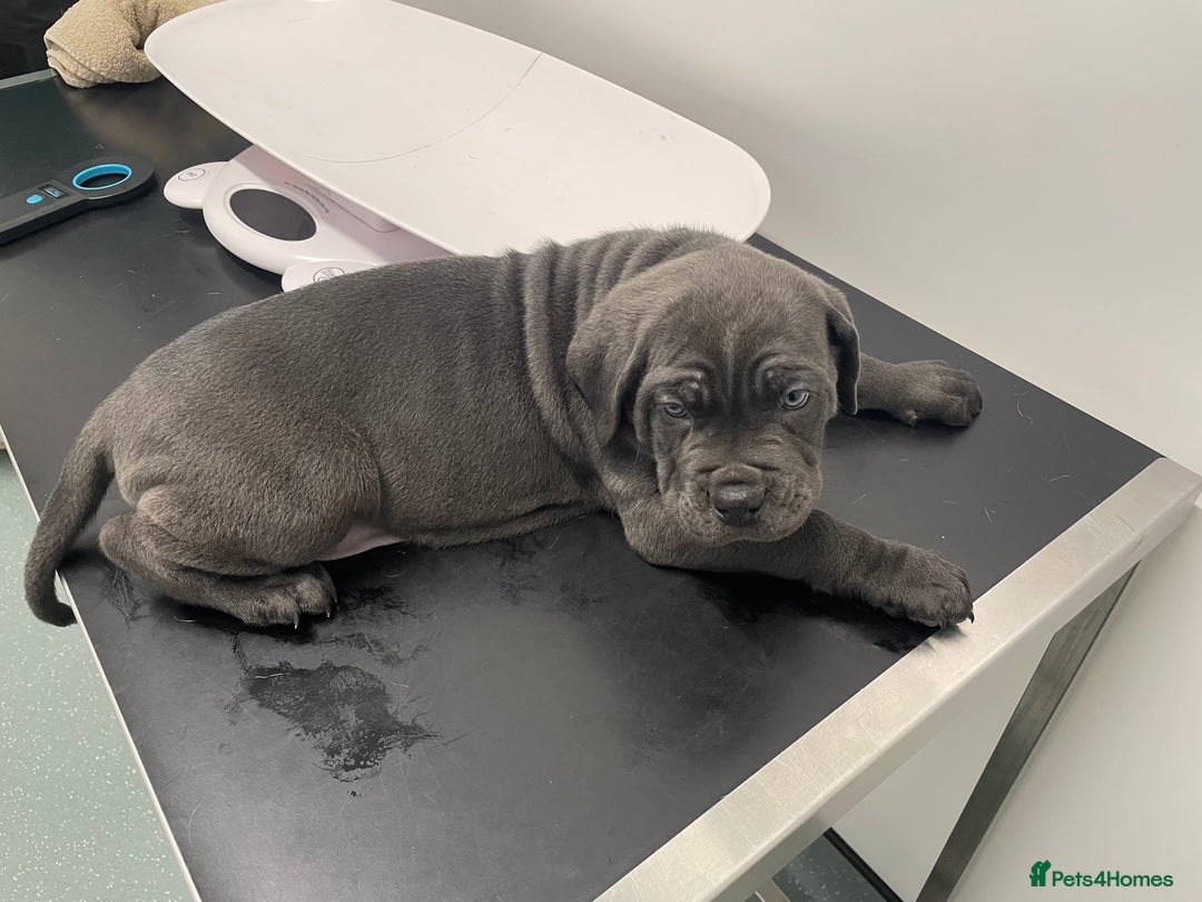 Cane Corso dogs for sale: CANE CORSO TOP QUALITY STRAJANO BLOODLINE FERMINTO - Advert 7