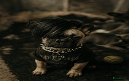 French Bulldog dogs for sale: Rare Sable Frenchie–Raised Right & Ready Now! 🍼🐾 in Preston - Image 29