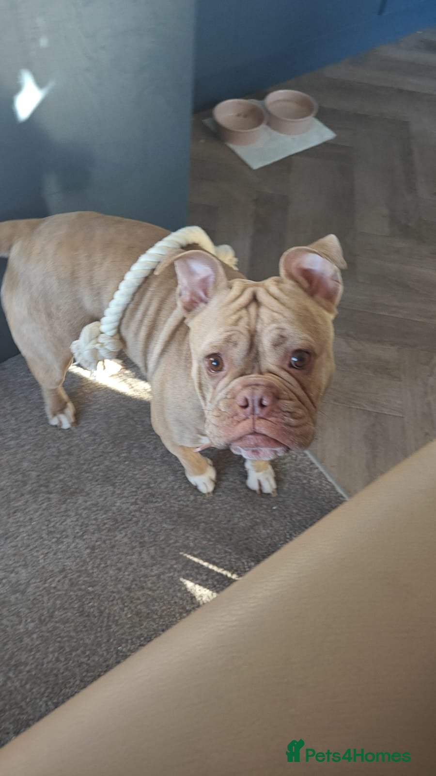 Mixed Breed dogs 3 yo Staff x Bulldog to rehome - Advert 1