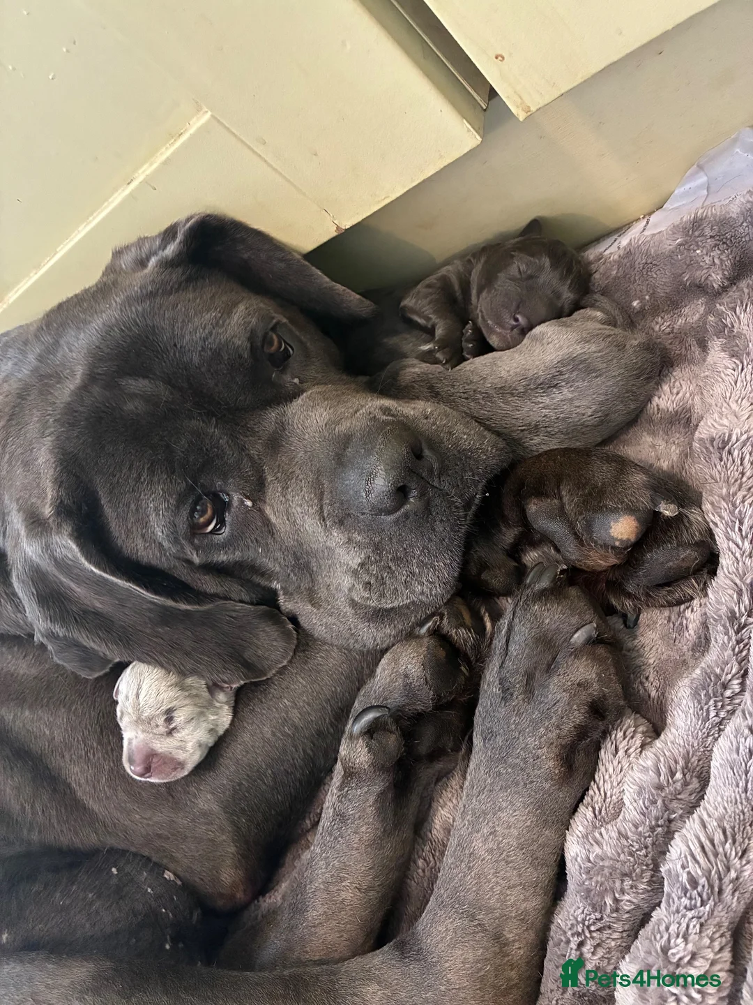 Cane Corso dogs for sale: Cane corso pups!  - Advert 1