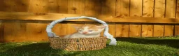 Mixed Breed cats for sale: Full ginger and mix litter kittens  - Advert 3
