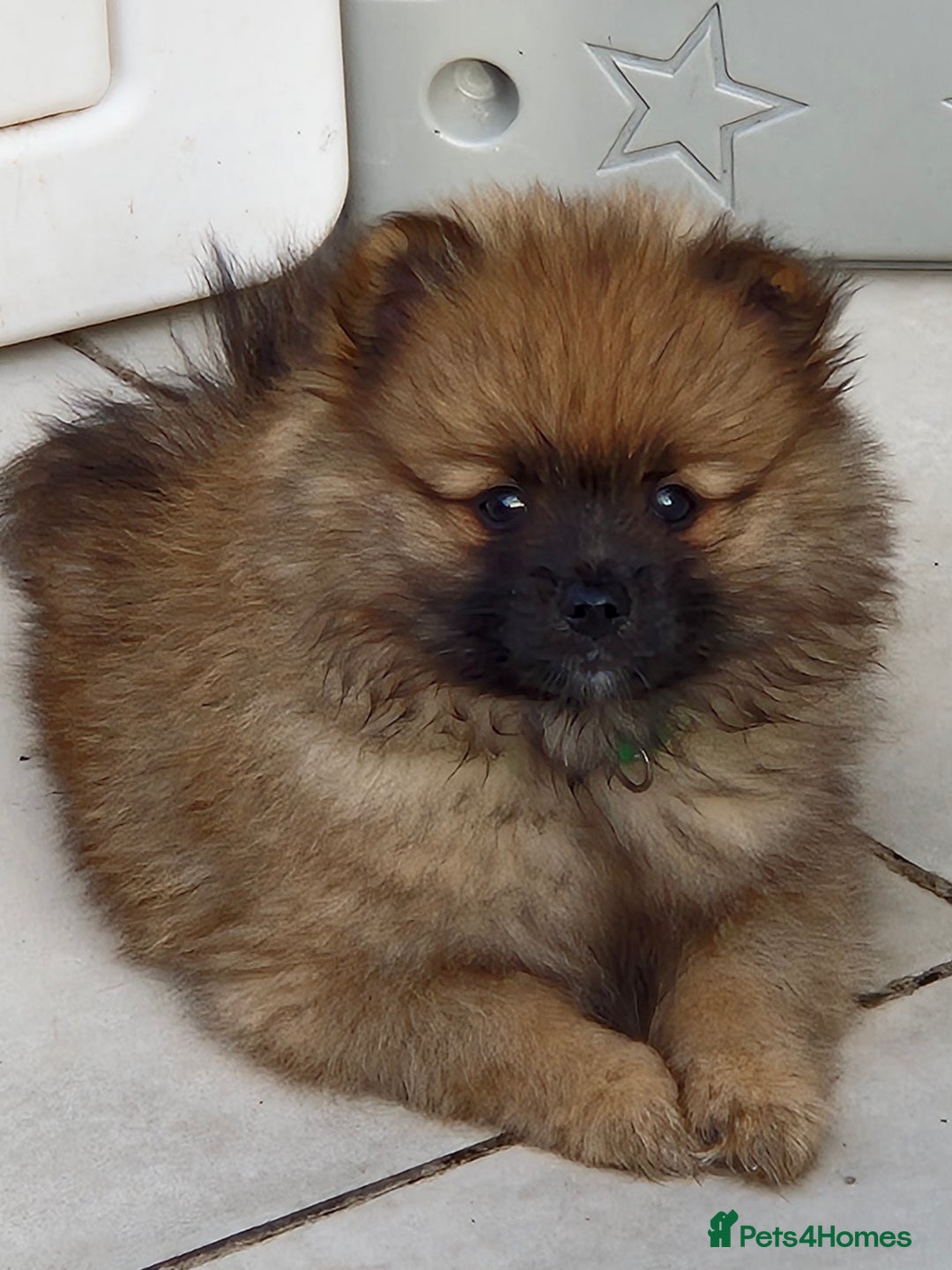 Pomsky dogs for sale: REDUCED PRICE: Cute Pomsky F1b puppies for sale  - Image 9
