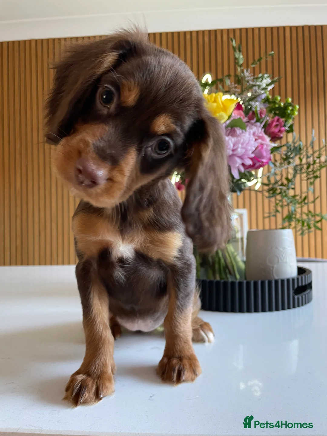 Cocker Spaniel dogs for sale: Outstanding Pedigree lines Cocker Spaniel Puppies. - Advert 2