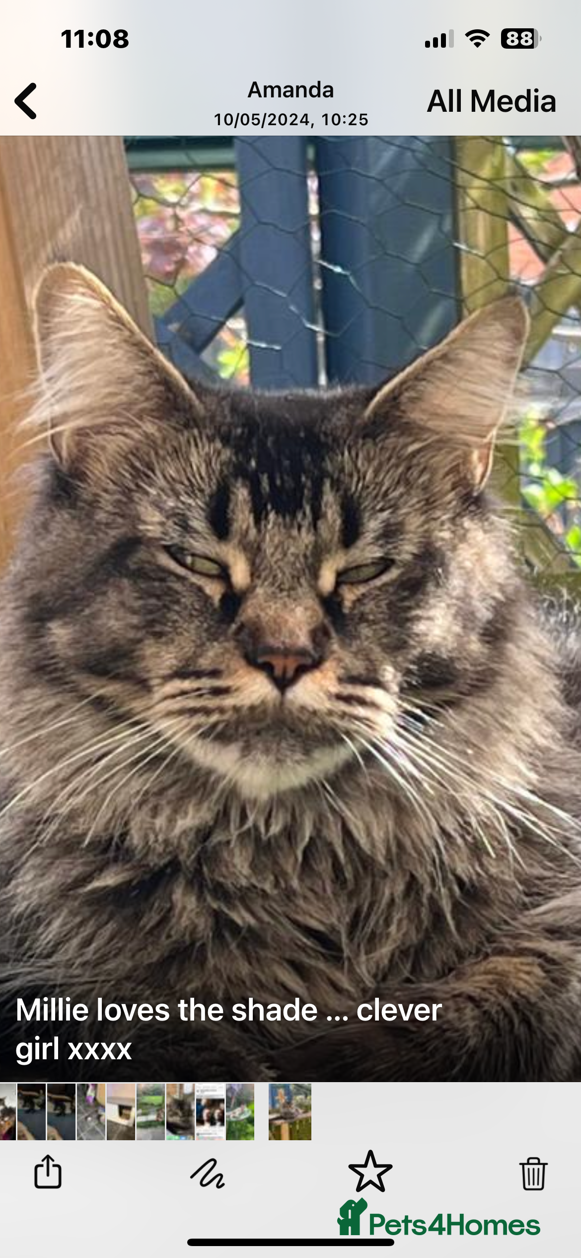 Maine Coon cats  Pedigree Maine Coon kittens - Advert 18