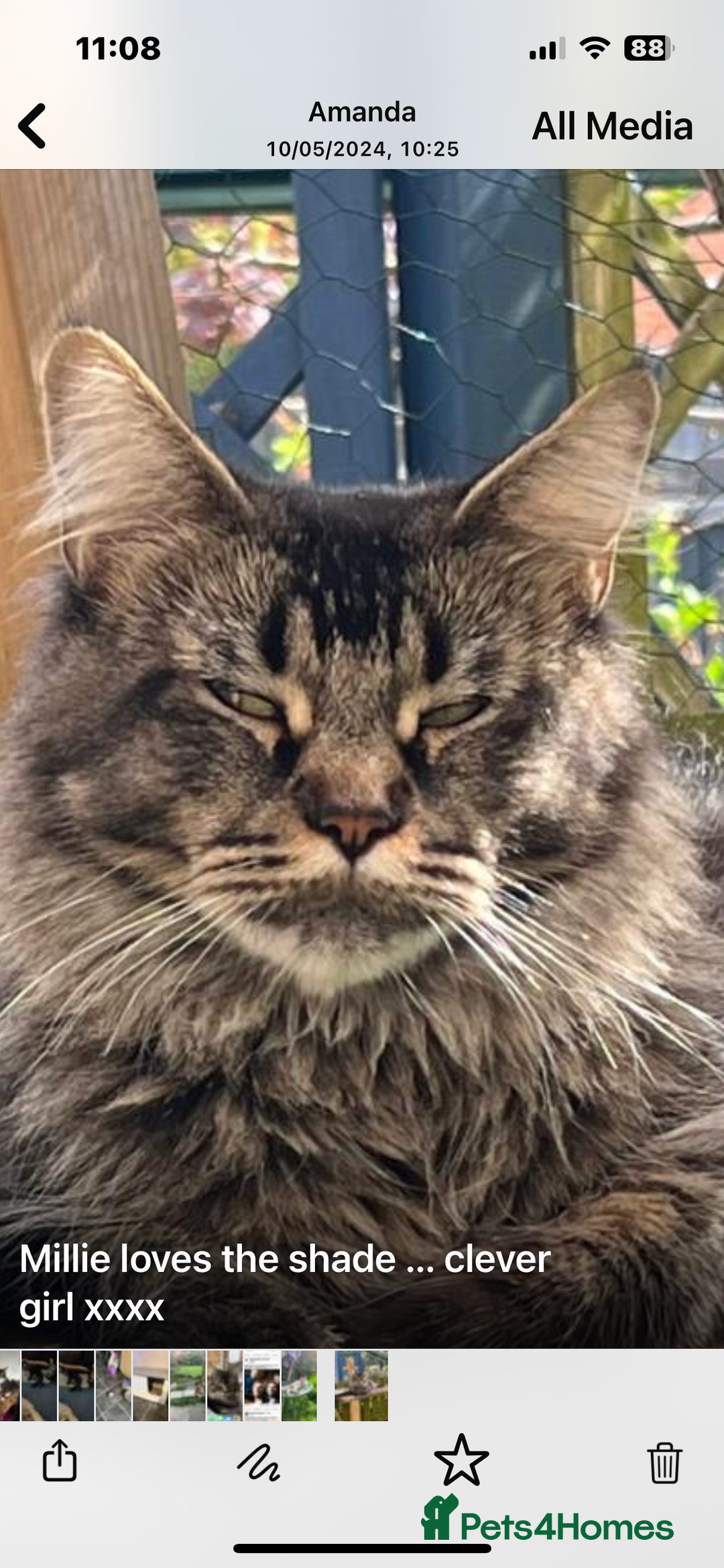 Maine Coon cats for sale:  Pedigree Maine Coon kittens - Advert 1