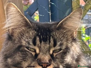 Maine Coon cats Pedigree Maine Coon kittens - Advert 18