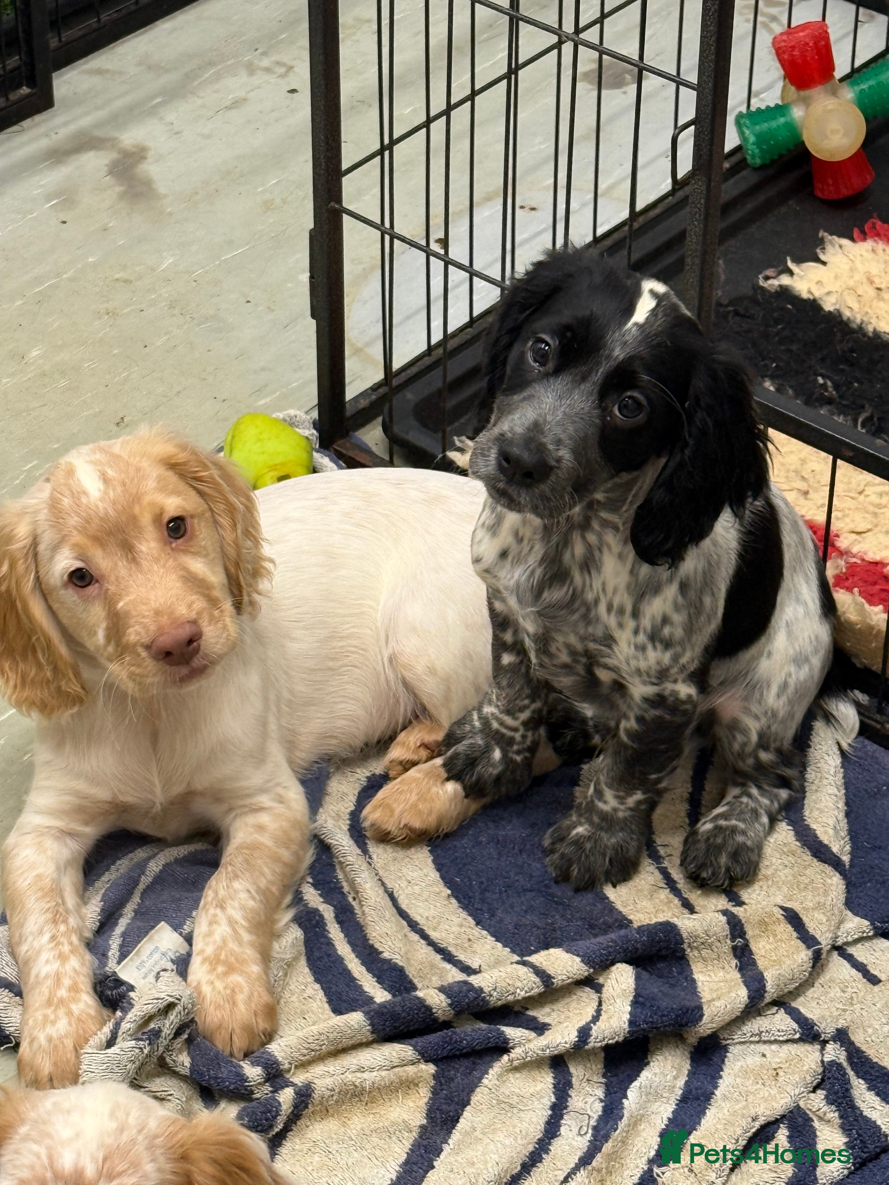 Cocker Spaniel dogs Working cocker spainel puppies  - Advert 3