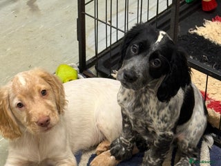 Cocker Spaniel dogs Working cocker spainel puppies - Advert 13