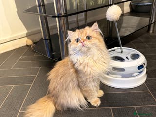 British Longhair cats GCCF reg BLH Last Chocolate Golden Male Kitten - Advert 2