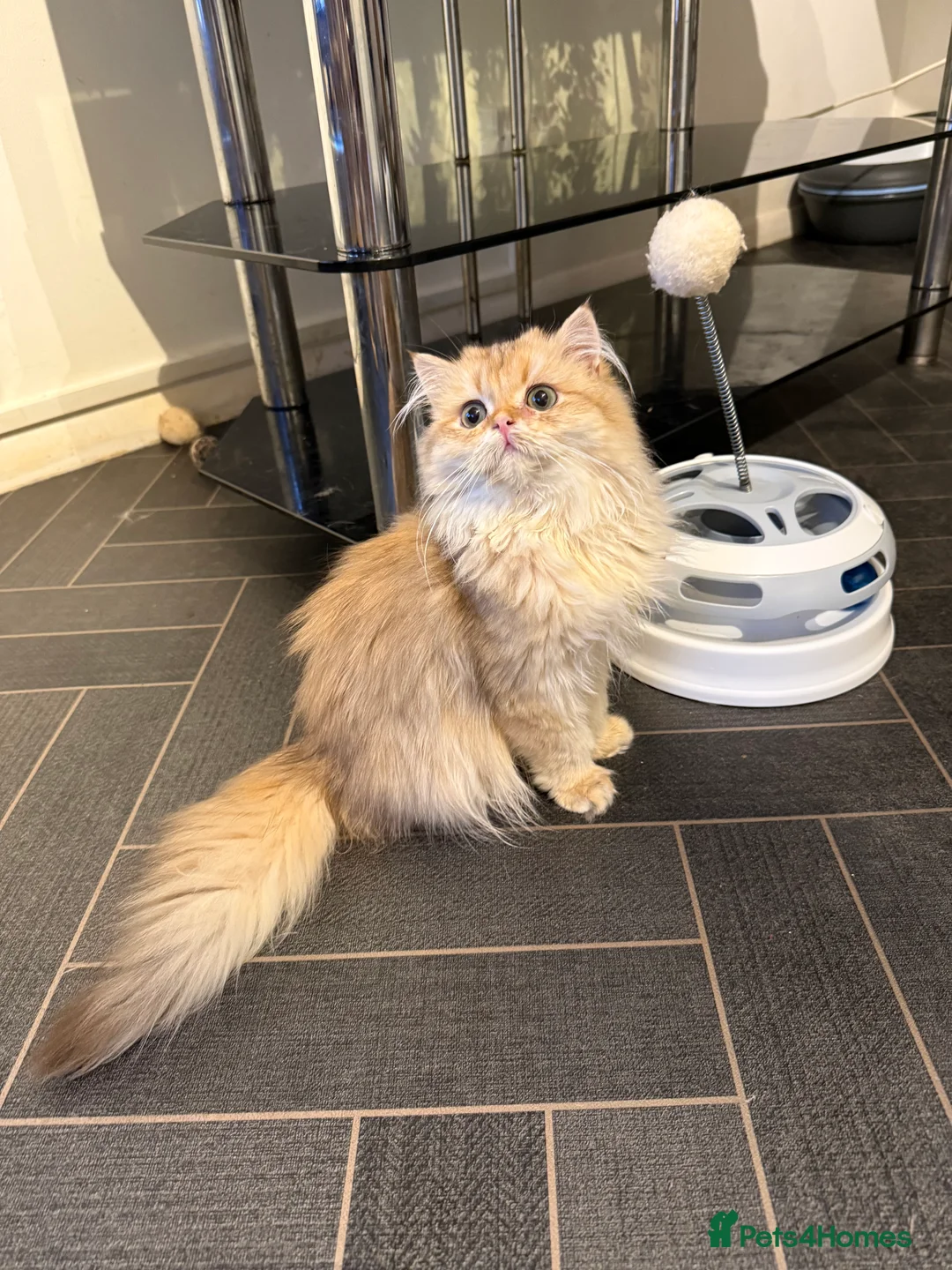 British Longhair cats for sale: GCCF reg BLH Last Chocolate Golden Male Kitten - Advert 2