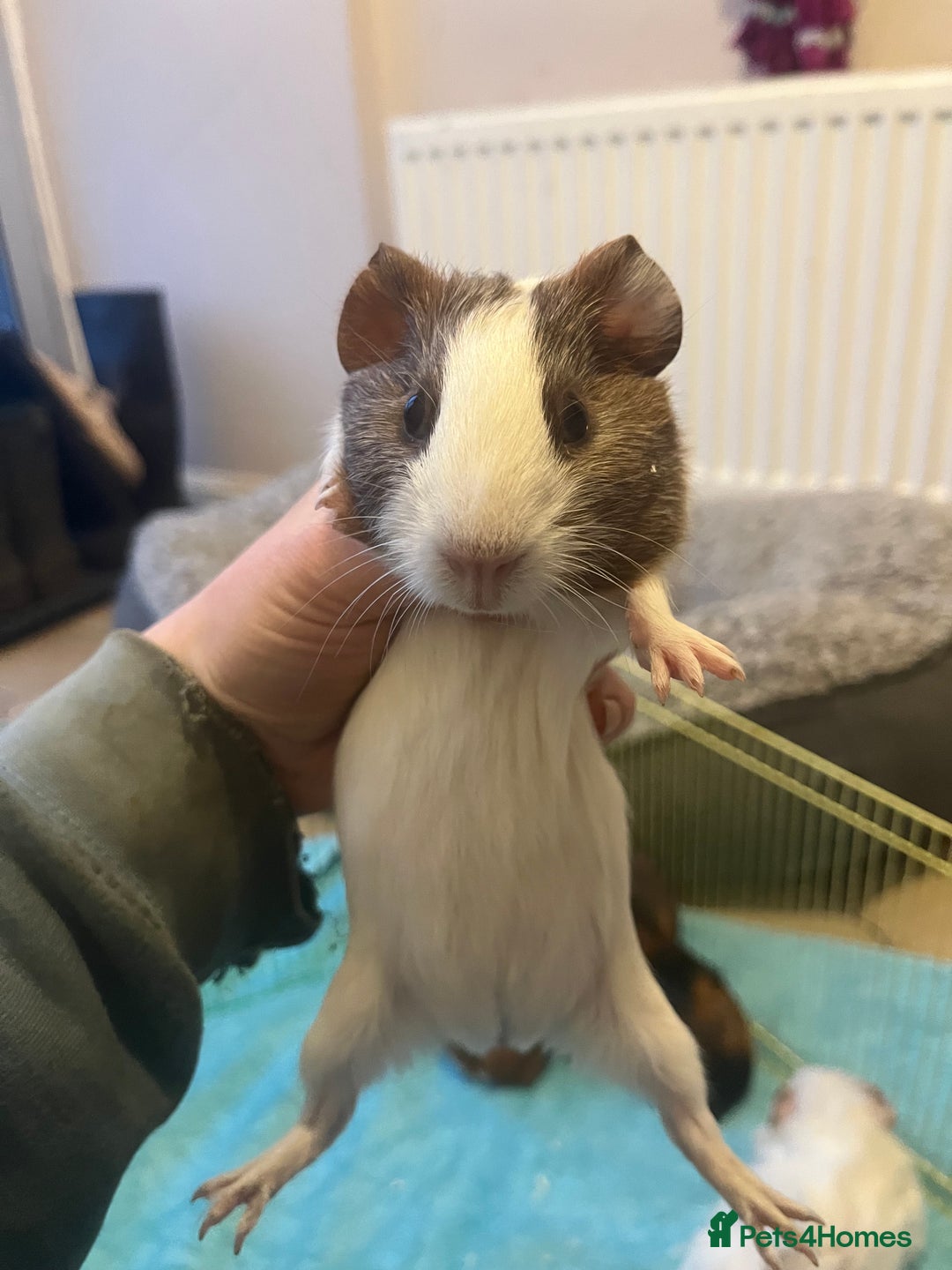 Guinea Pig rodents for sale: Baby Guinea pigs  - Advert 8