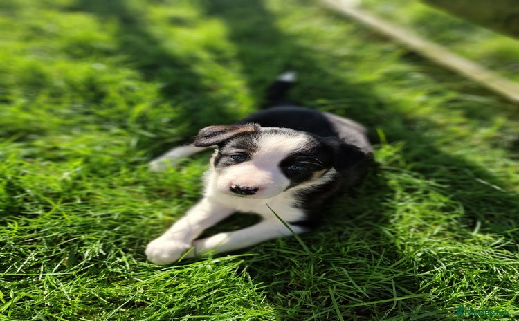 Border Collie dogs - Advert 3