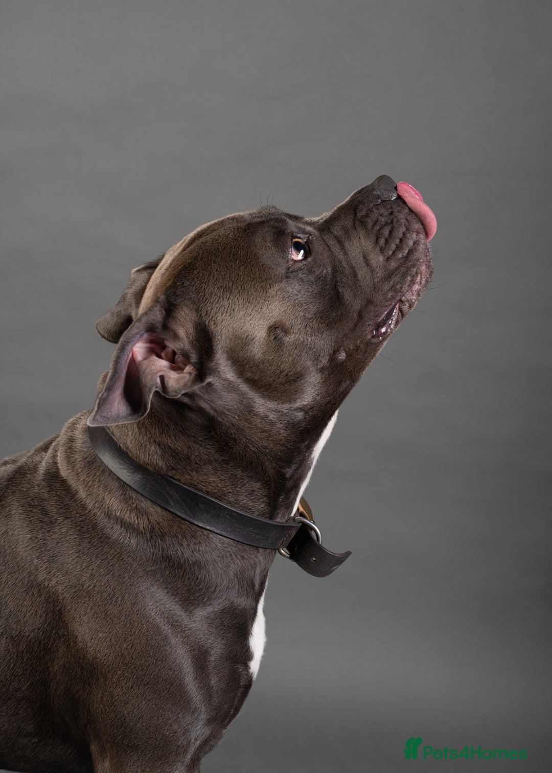 Staffordshire Bull Terrier dogs for stud: KC PROVEN Blue Staffordshire Bull Terrier for STUD in Wakefield - Advert 4