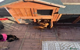 Chickens poultry for sale: Peckin bantams - Image 1