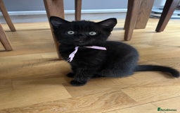 Mixed Breed cats for sale: Cute cuddly Kittens - Image 6