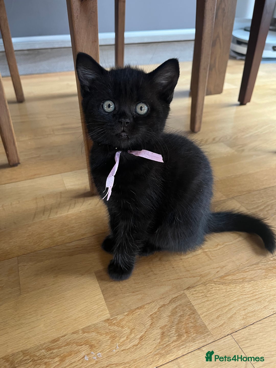 Mixed Breed cats for sale: Cute cuddly Kittens - Image 6