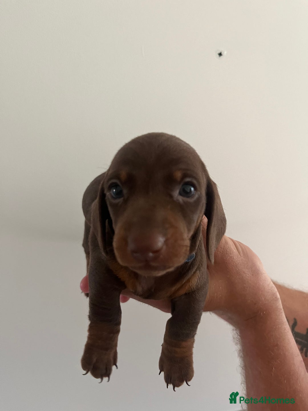 Miniature Dachshund dogs for sale: 2 beautiful miniature dachshunds  - Image 11