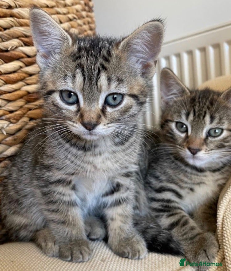Mixed Breed cats Adorable kittens  - Advert 3