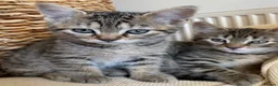 Mixed Breed cats for sale: Adorable kittens  - Advert 1