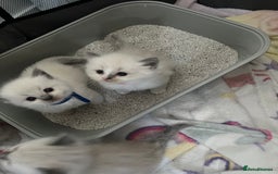 Ragdoll cats for sale: Beautiful Ragdoll kittens - Image 2