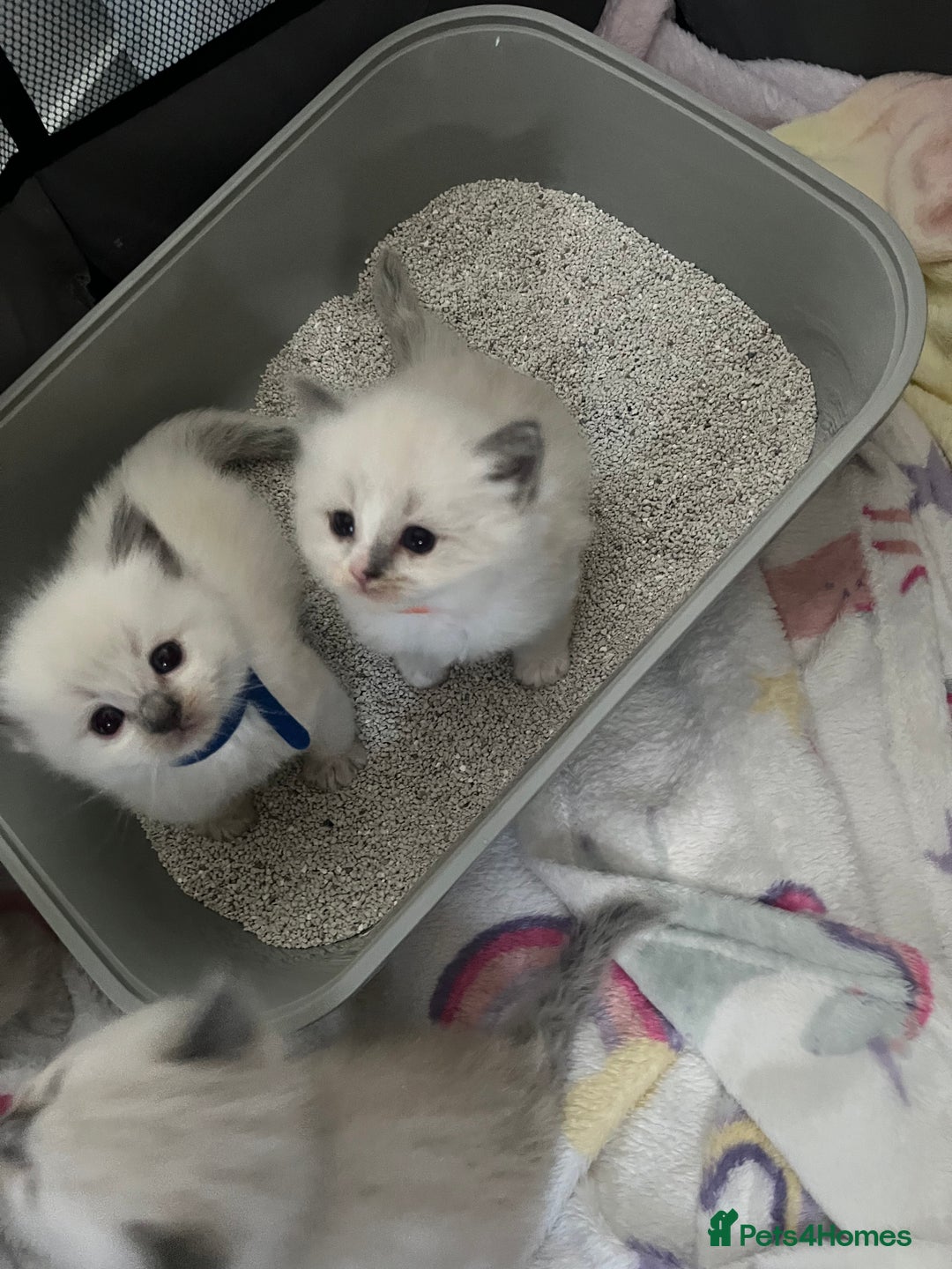 Ragdoll cats for sale: Beautiful Ragdoll kittens - Image 2