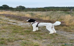 Bernedoodle dogs for sale: Miniature F1bs Bernedoodle Waiting List - Image 5