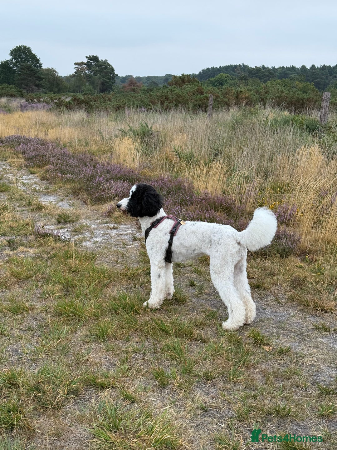 Bernedoodle dogs for sale: Miniature F1bs Bernedoodle Waiting List - Image 5