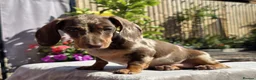 Miniature Dachshund dogs for sale: Pedigree miniature dachshund  - Advert 4