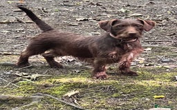 Dachshund dogs for sale: Min dachshund x teckel ( standered dachshund) - Image 33