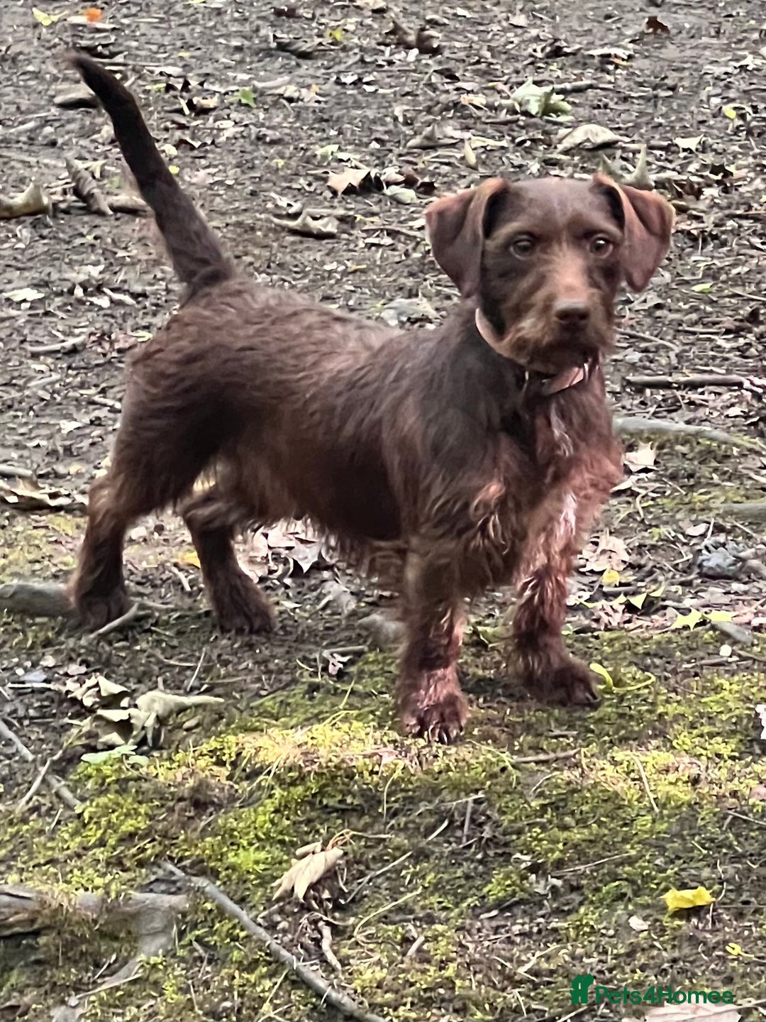 Dachshund dogs for sale: Min dachshund x teckel ( standered dachshund) - Image 33