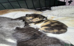 British Shorthair cats for sale: 6 beautiful British shorthair cross kittens  - Advert 5