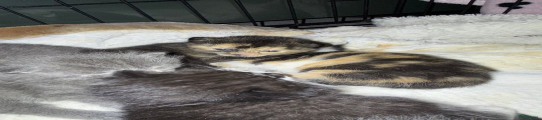 British Shorthair Kitten 5