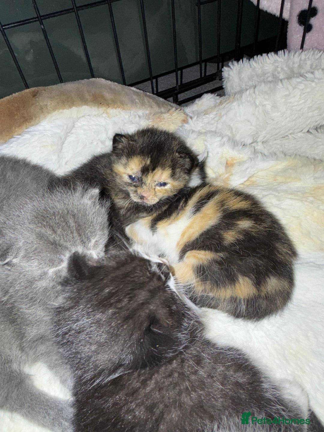 British Shorthair cats for sale: 6 beautiful British shorthair cross kittens  - Advert 5