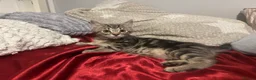 Mixed Breed cats for sale: Beautiful Male Kittens 🥰 in Dartford - Advert 9