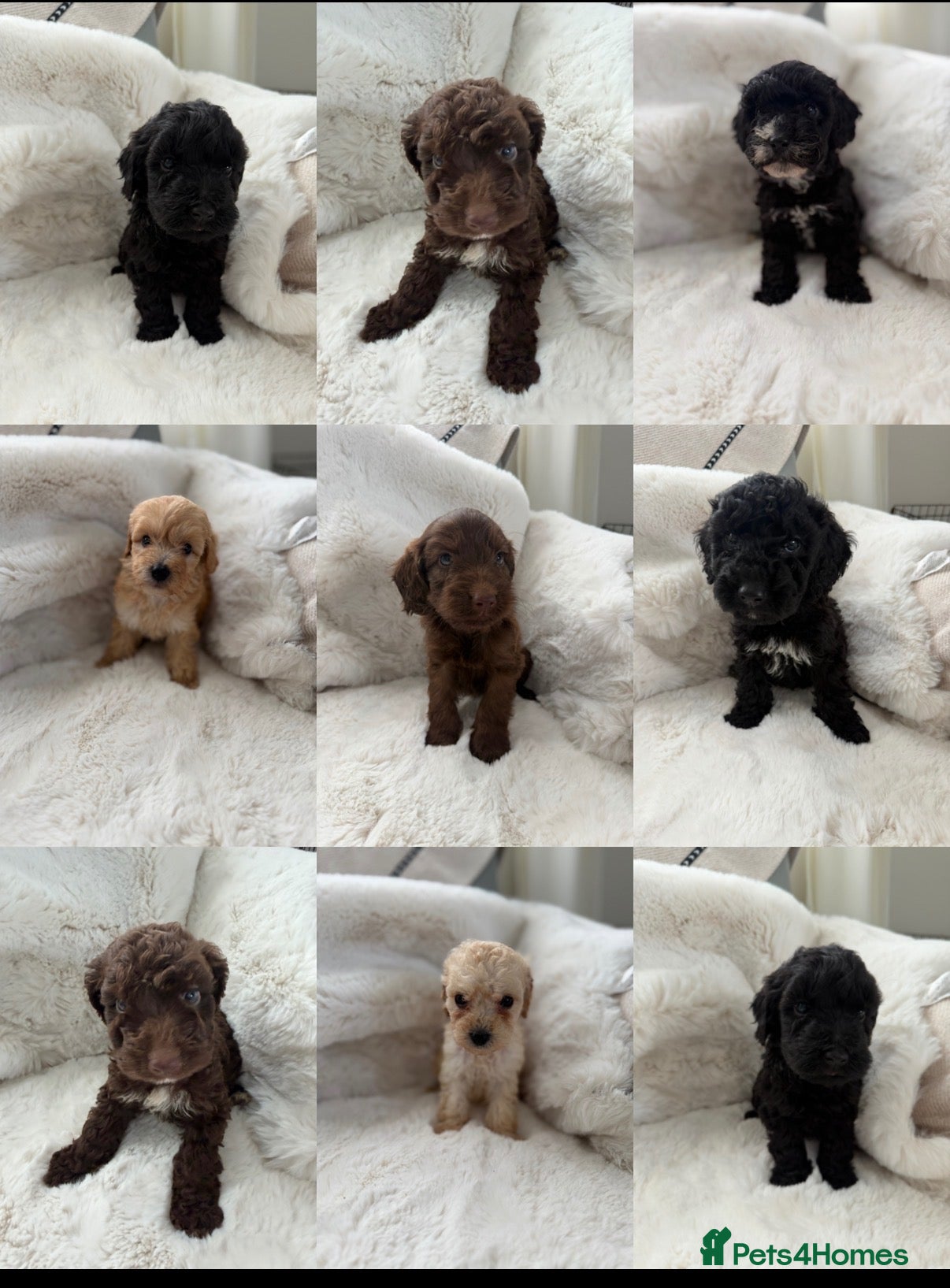 Cockapoo dogs Cockapoo F2 Puppies - Advert 2