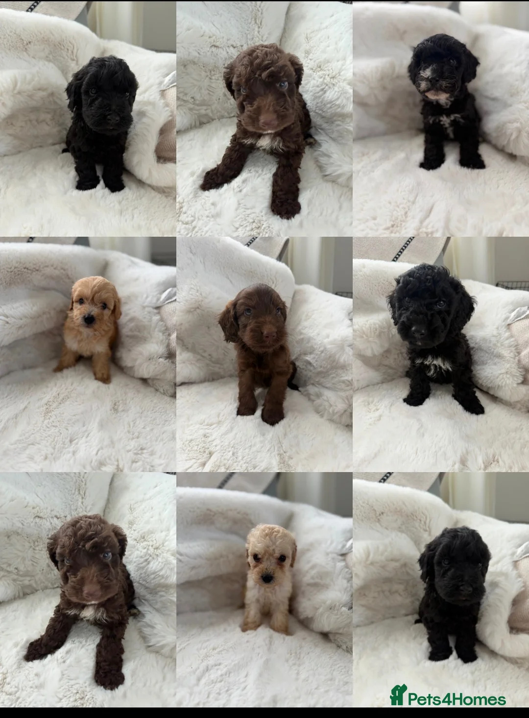Cockapoo dogs for sale: Cockapoo F2 Puppies - Advert 1