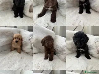 Cockapoo dogs Cockapoo F2 Puppies - Advert 2