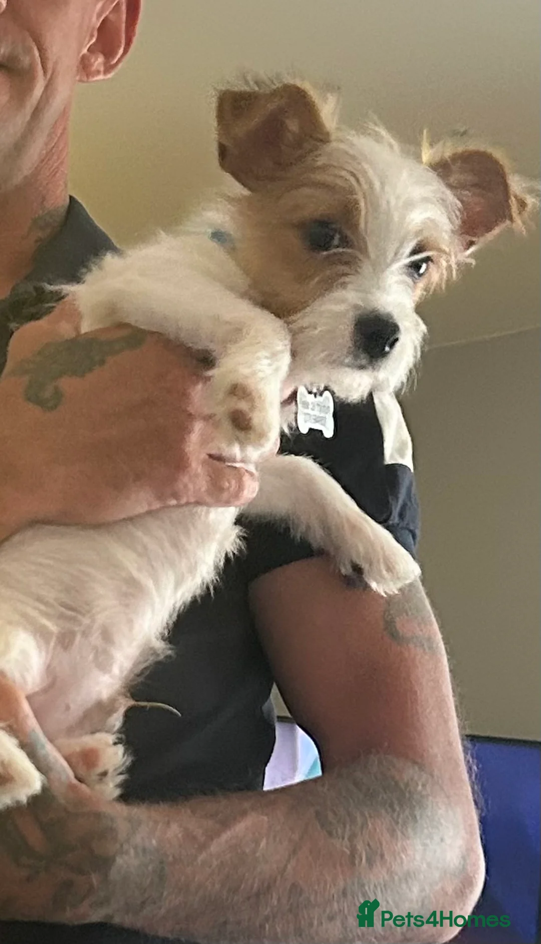 Jack Russell dogs for sale: Miniature jack Russel  in Clacton-on-Sea - Advert 2