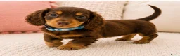 Miniature Dachshund dogs for sale: 5* licensed KC long haired miniature Dachshunds  - Advert 3