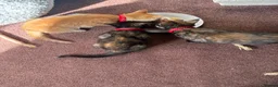 Mixed Breed cats for sale: 2 female kittens available and ready to go  in Totnes - Advert 4