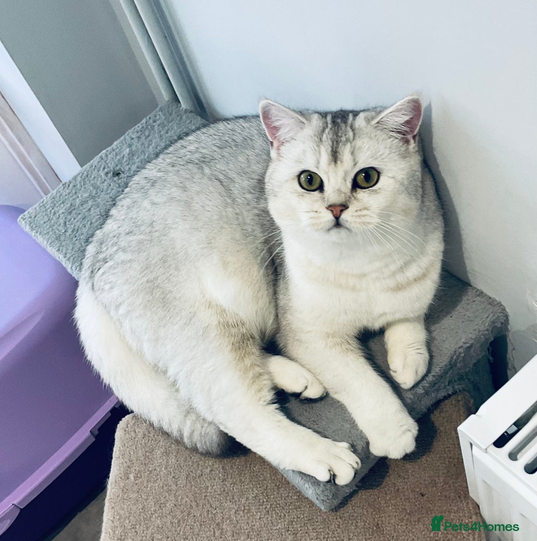 British Shorthair cats for sale: Black Silver Tipped  - Advert 2