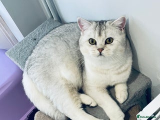 British Shorthair cats Black Silver Tipped - Advert 3